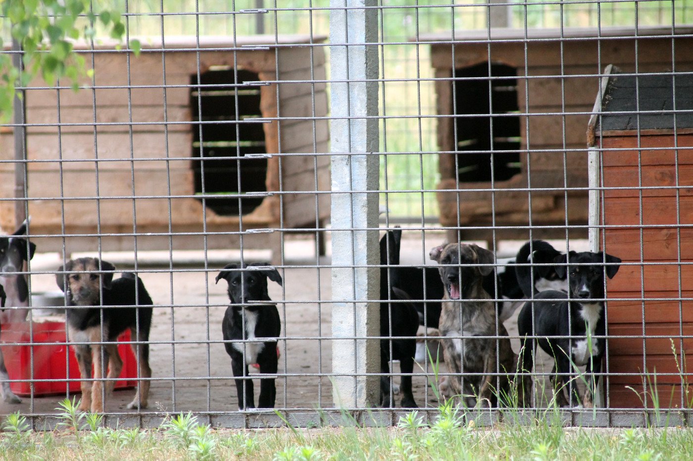 Tierheim Allatbarat in Nyíregyháza