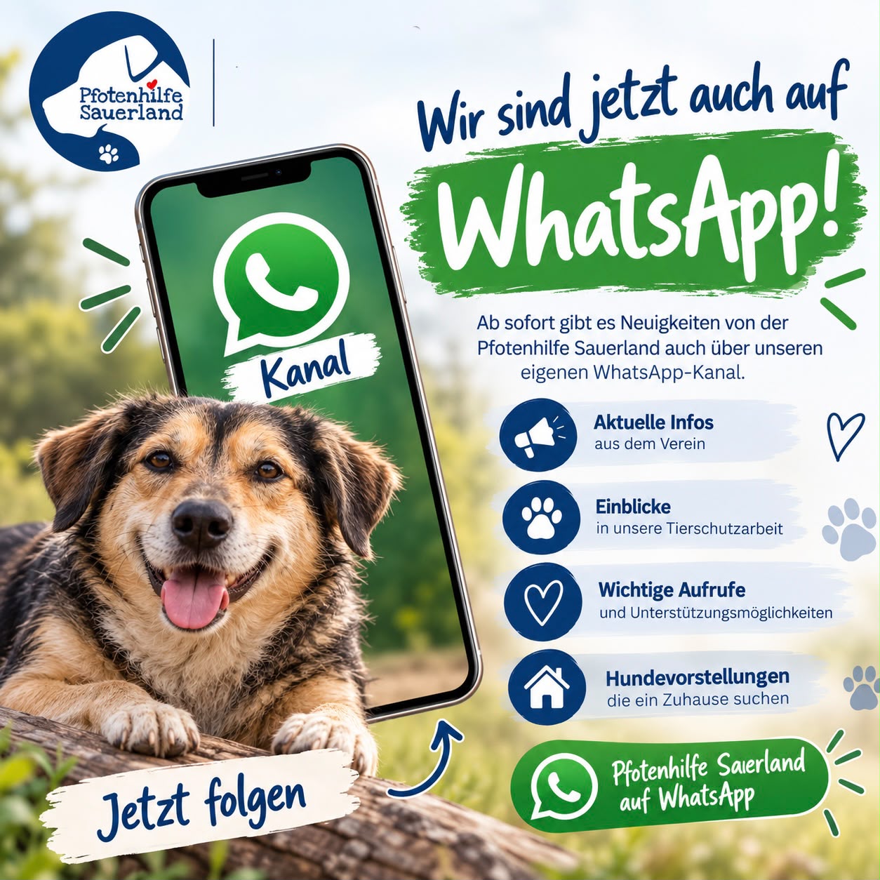 Pfotenhilfe auf WhatsApp