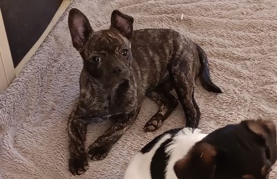 Bea