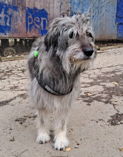 Frida