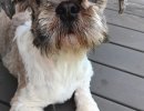 Gilbert