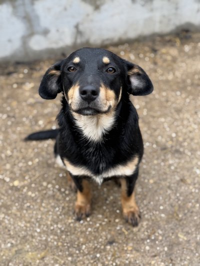 Pumba