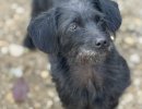 Saryna